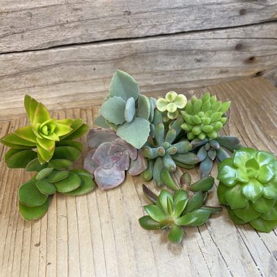 SH40093 Succulents mix, cuted