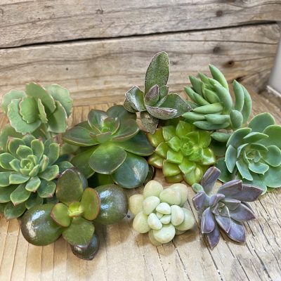 SH40094 Succulents mix, cuted