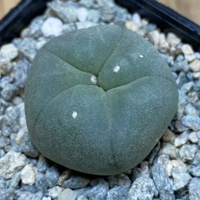 SH40009 Anhalonium lutea