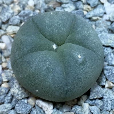 SH40010 Anhalonium lutea