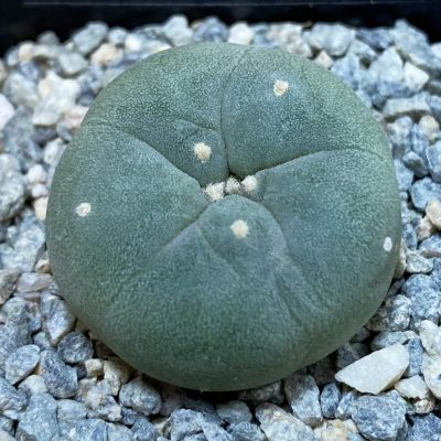 SH40014 Anhalonium williamsii v. decipiens -Uhlig-