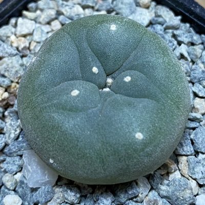 SH40015 Anhalonium williamsii v. decipiens -Uhlig-