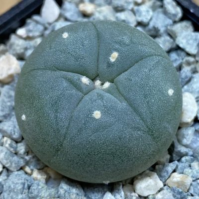 SH40016 Anhalonium williamsii v. decipiens -Uhlig-