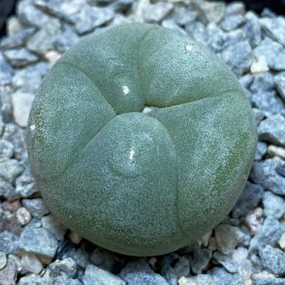 SH40023 Anhalonium echinata v. diffusa -Piltz-