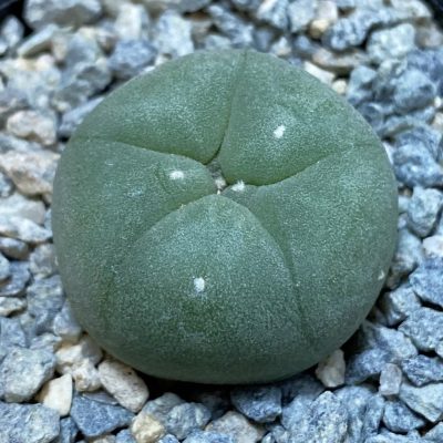 SH40024 Anhalonium echinata v. diffusa -Piltz-