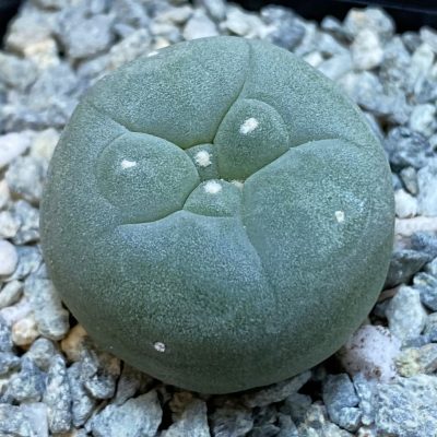 SH40025 Anhalonium echinata v. diffusa -Piltz-