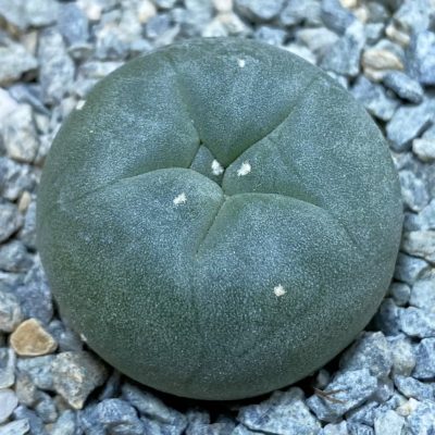 SH40026 Anhalonium echinata ex Plapp