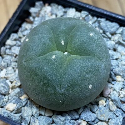 SH40027 Anhalonium echinata ex Plapp