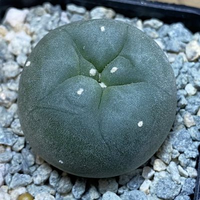 SH40028 Anhalonium echinata ex Plapp