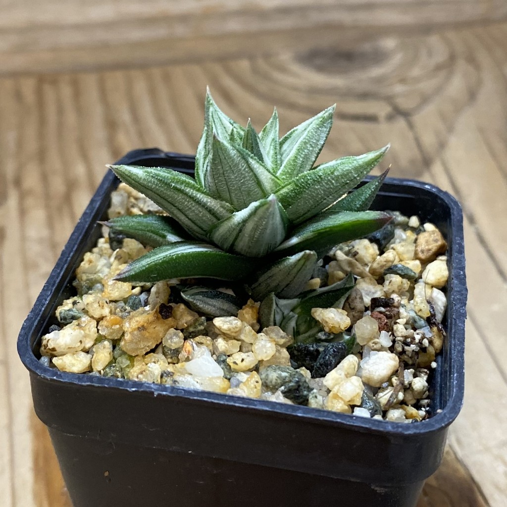 SH40148 Haworthia ‘Ivory Tower’ f. variegata - Зображення 2