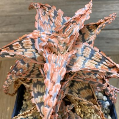 SH40149 Aloe TCT hybrid