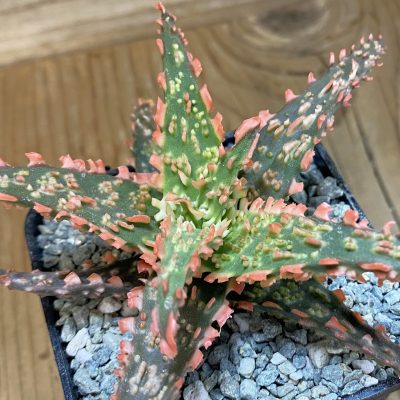 SH40150 Aloe TCT hybrid