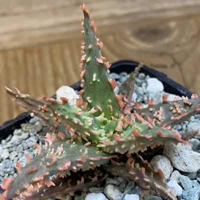 SH40151 Aloe TCT hybrid