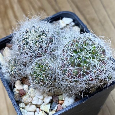 SH39770 Sulcorebutia gerosenilis GR 21, 2 plants