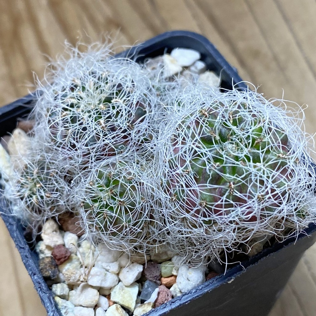 SH39770 Sulcorebutia gerosenilis GR 21, 2 plants