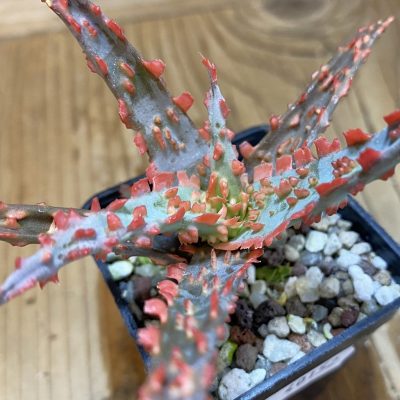 SH40152 Aloe TCT hybrid