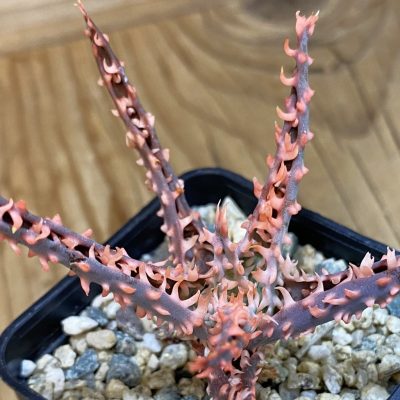 SH40153 Aloe TCT hybrid