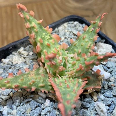 SH40154 Aloe TCT hybrid