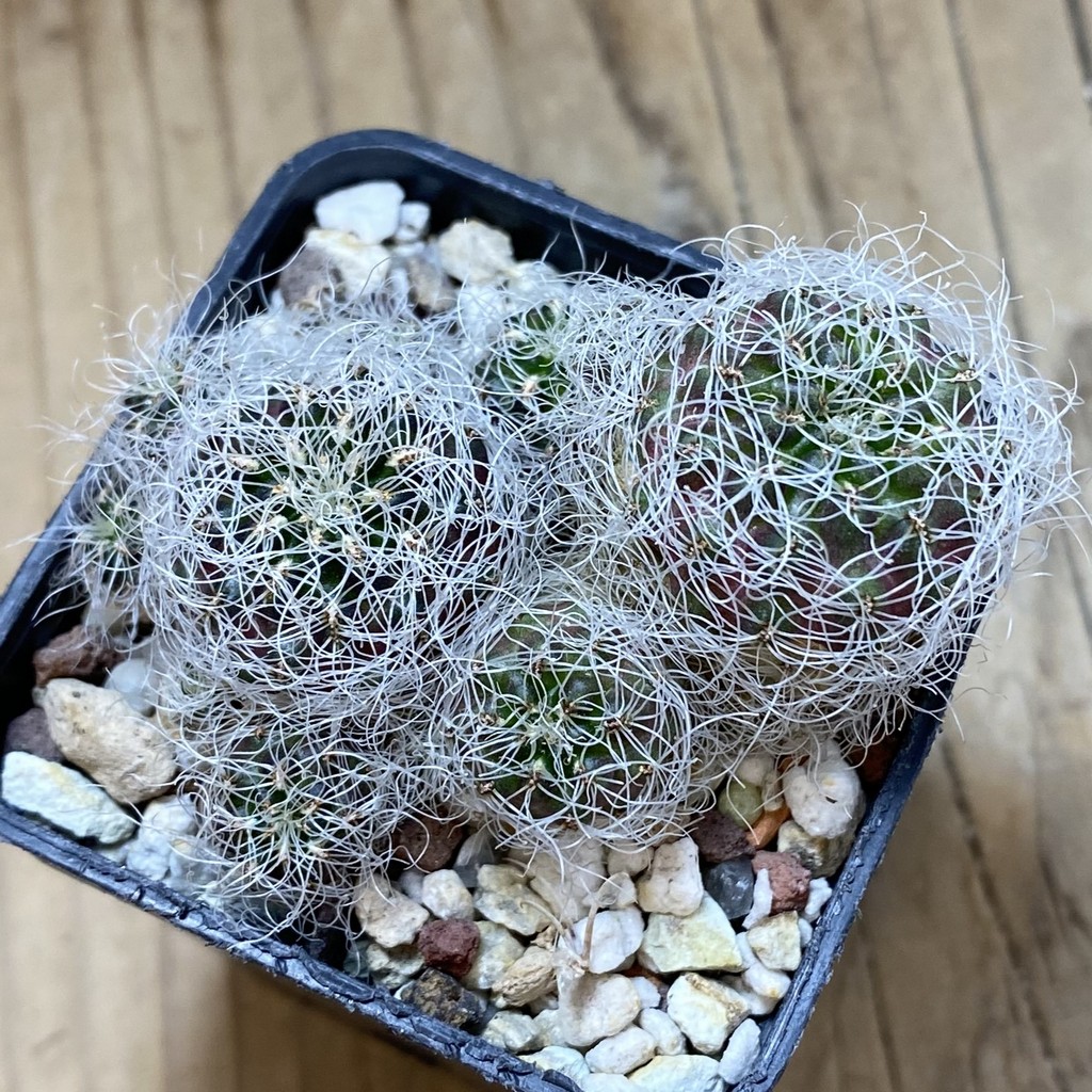 SH39770 Sulcorebutia gerosenilis GR 21, 2 plants - Зображення 2