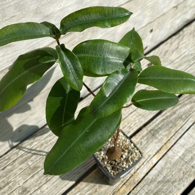 SH40155 Fockea natalensis