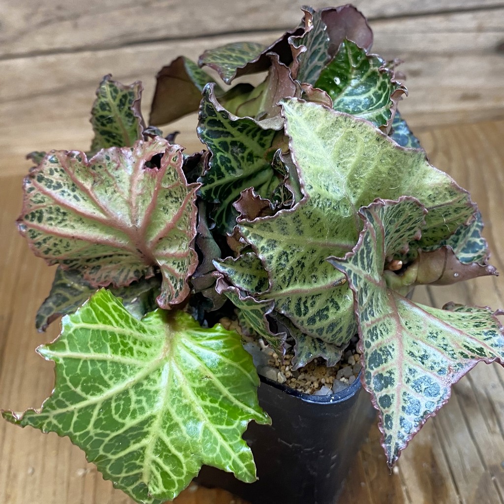 SH40156 Euphorbia francoisii hybrid