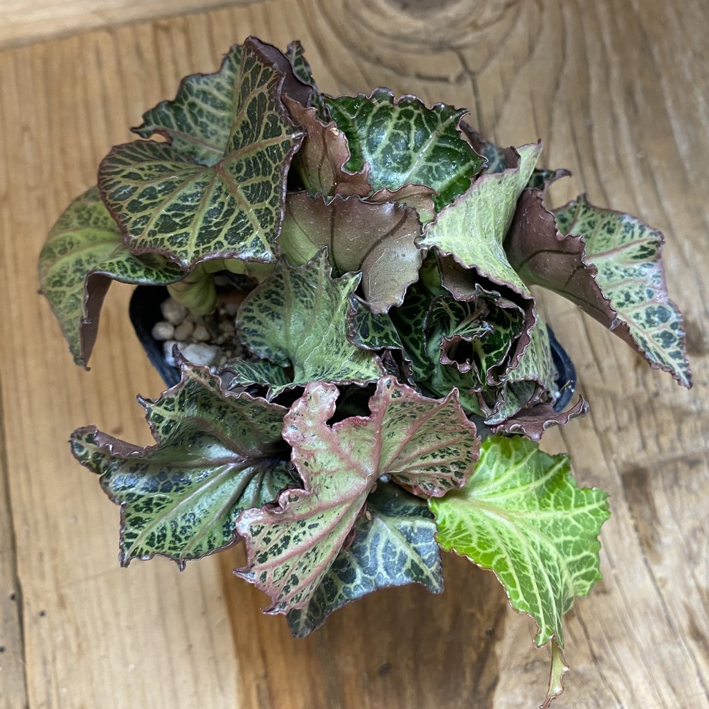 SH40156 Euphorbia francoisii hybrid - Image 2