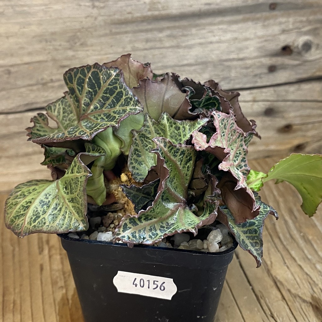 SH40156 Euphorbia francoisii hybrid - Image 3
