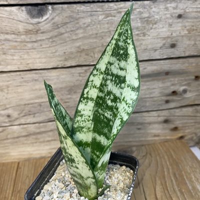 SH40158 Sanseveria moonshine 'Casper'