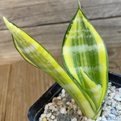 SH40159 Sansevieria trifasciata ‘Golden Flame’