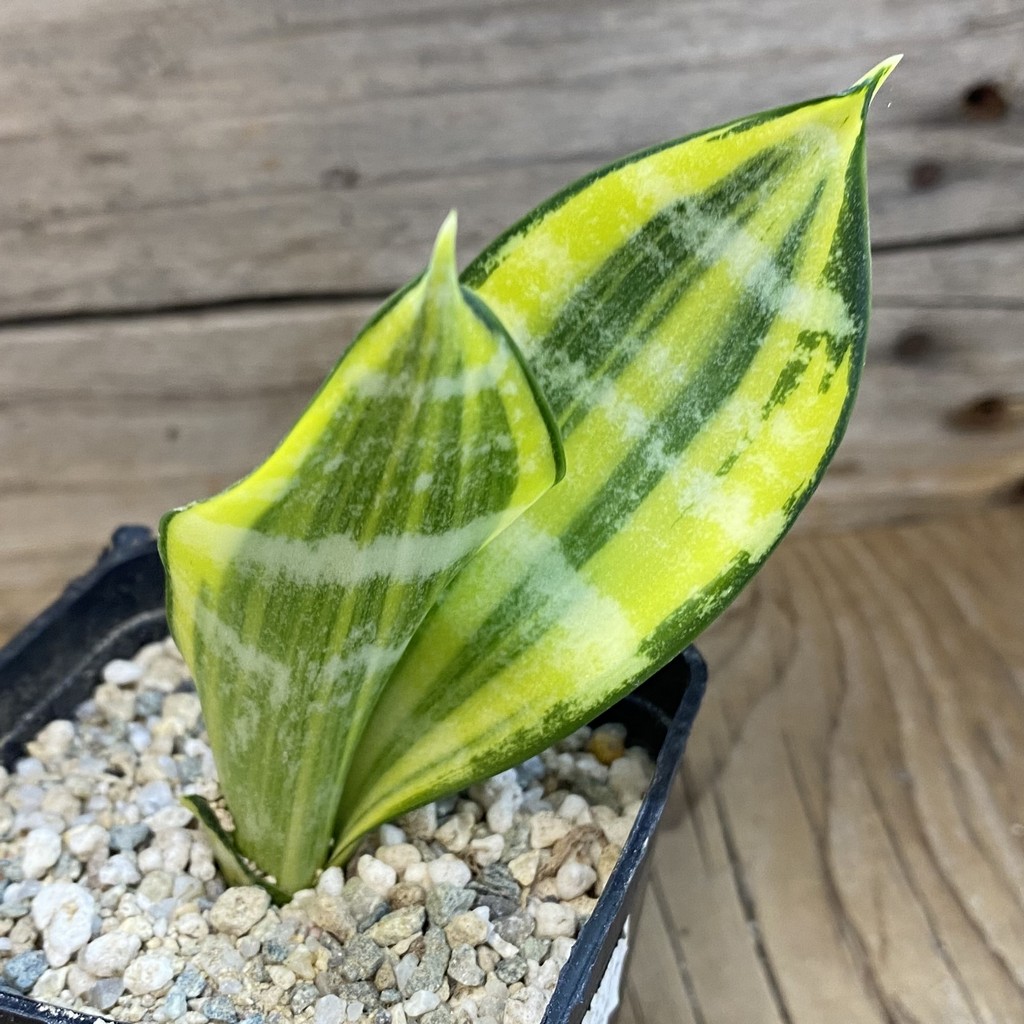 SH40159 Sansevieria trifasciata ‘Golden Flame’ - Зображення 2