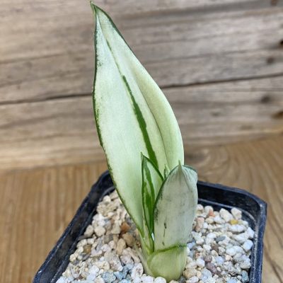 SH40160 Sansevieria ‘Moonshine’
