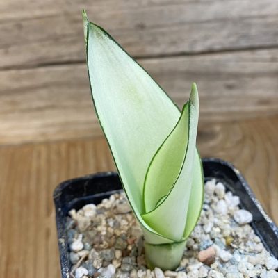 SH40161 Sansevieria ‘Moonshine’