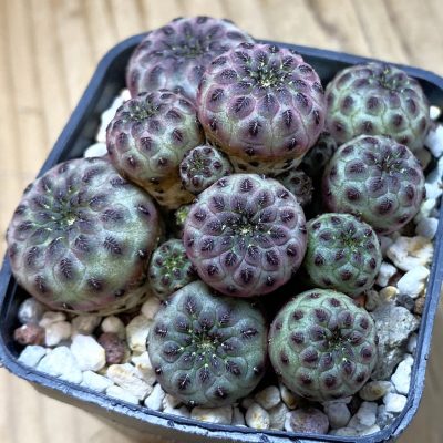 SH39771 Sulcorebutia rauschii