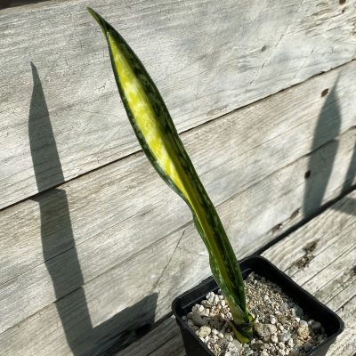 SH40162 Sansevieria ‘Golden Banner’ mutation