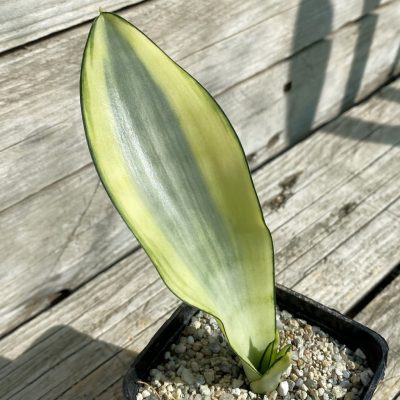 SH40163 Sansevieria ‘Moonshine Splash’