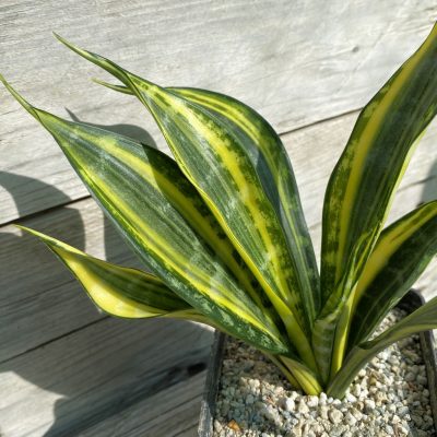 SH40166 Sansevieria trifasciata ‘Golden Flame’