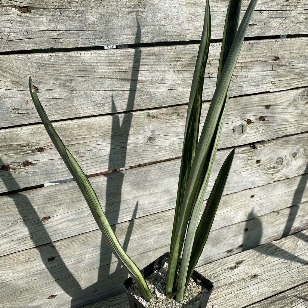 SH40167 Sansevieria trifasciata 'Bantel's Sensation' f. variegata - Зображення 3
