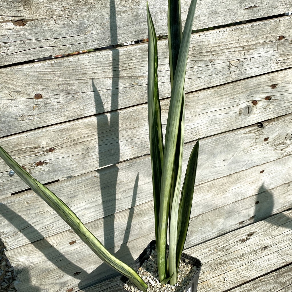 SH40167 Sansevieria trifasciata 'Bantel's Sensation' f. variegata - Зображення 2