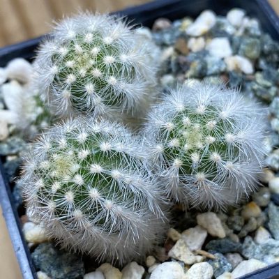 SH39772 Pygmaeocereus rowleyanus