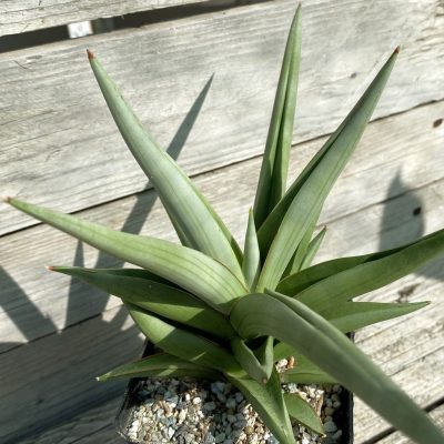 SH40168 Sansevieria ‘Chanin’ hybrid