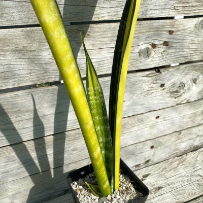 SH40169 Sansevieria ‘Golden Banner’ mutation