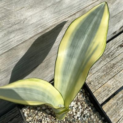 SH40170 Sansevieria ‘Moonshine Splash’