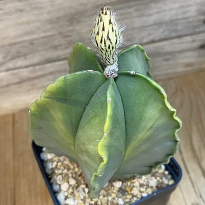 SH40171 Astrophytum myriostigma f. variegata, 8 years old