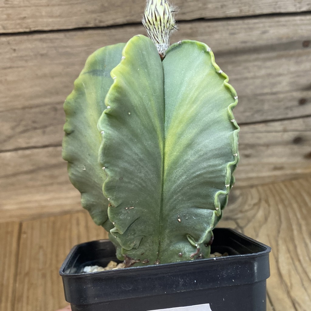 SH40171 Astrophytum myriostigma f. variegata, 8 years old - Зображення 3