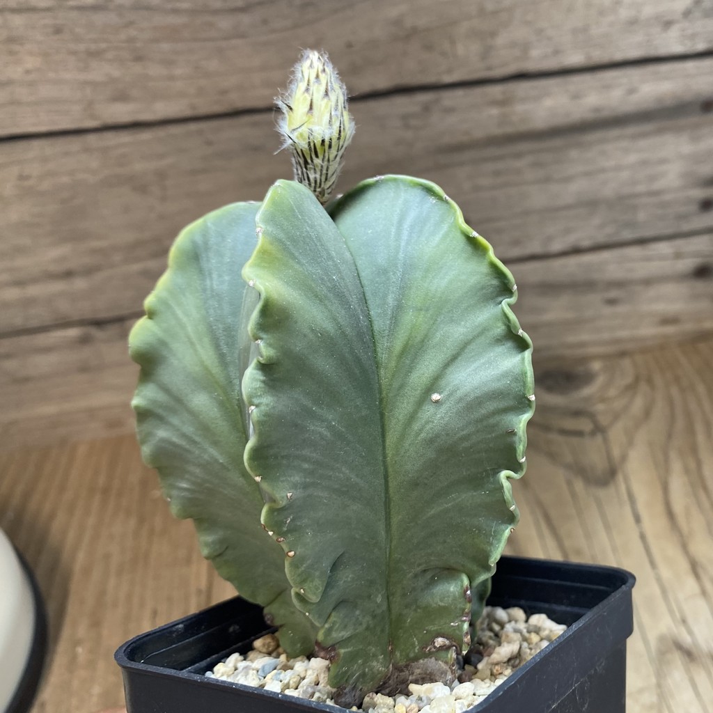 SH40171 Astrophytum myriostigma f. variegata, 8 years old - Зображення 2