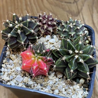 SH40172 Gymnocalycium mihanovichii mix