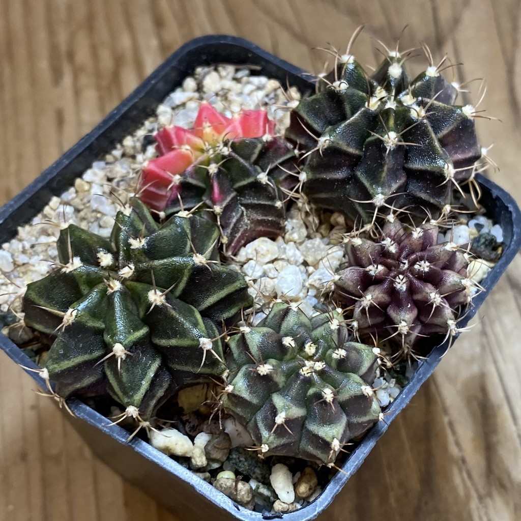 SH40172 Gymnocalycium mihanovichii mix - Зображення 2