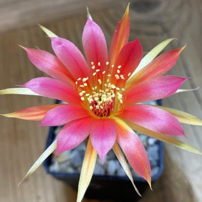 SH40173 Echinopsis hybrid 9-2004 Rot-Violett gold
