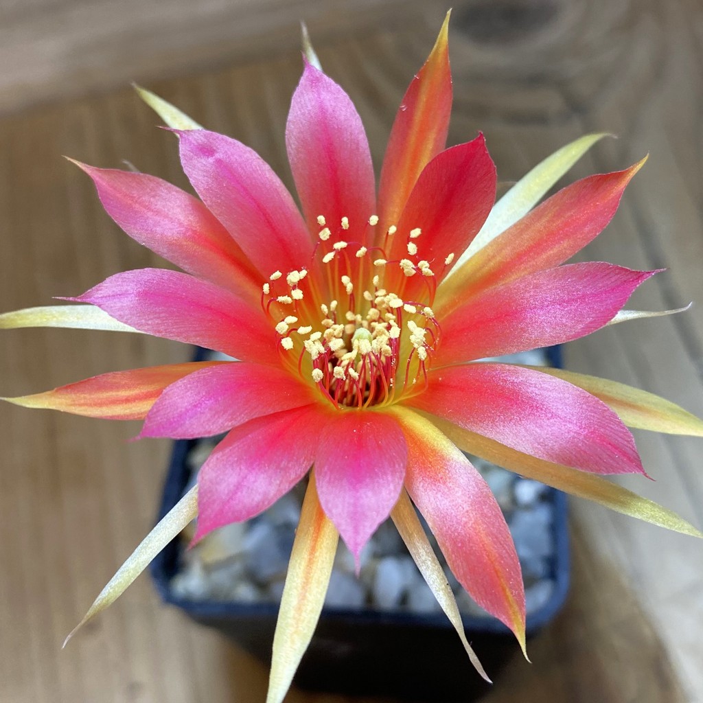 SH40173 Echinopsis hybrid 9-2004 Rot-Violett gold