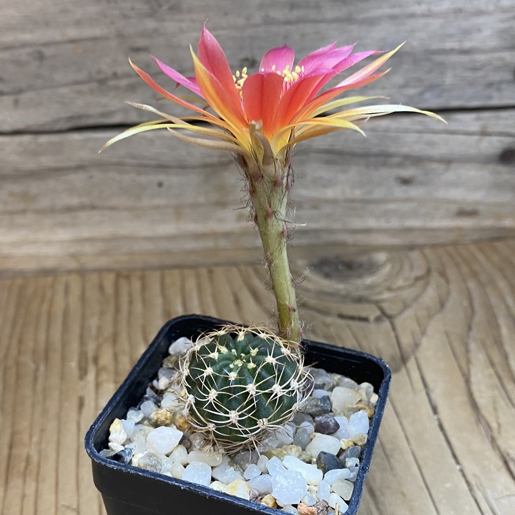 SH40173 Echinopsis hybrid 9-2004 Rot-Violett gold - Зображення 2